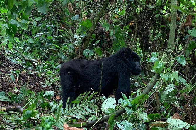 3 Day Gorilla Trek at Bwindi National Park via Kigali - Day 3 Return to Kigali, Plus Mgahinga Golden Monkey Trekking (If You Want It)