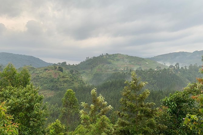 3 Day Gorilla Trek at Bwindi National Park via Kigali - Guides and Communication: Why This Feels Organized (Even When the Forest Controls the Timing)