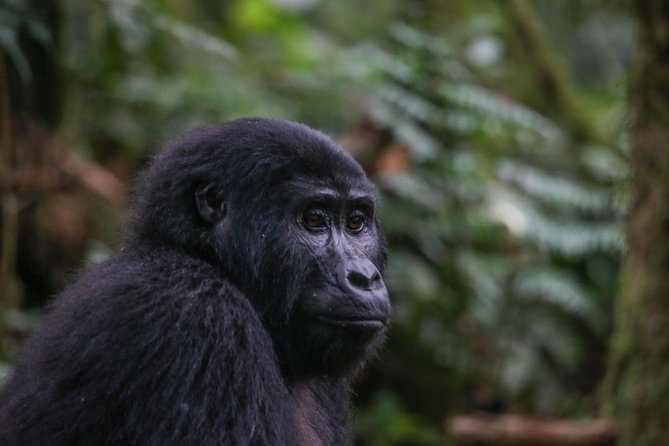 3-Day Rwanda Gorilla Safari - Gorilla briefing and the trek day you can’t time to the minute