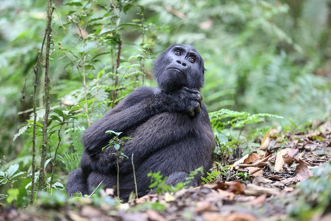 3-Day Rwanda Gorilla Safari - Comfort, meals, and the small logistics that prevent stress