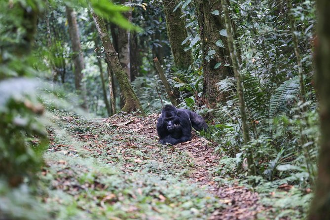 3-Day Rwanda Gorilla Safari - Who should book this safari, and who should think twice