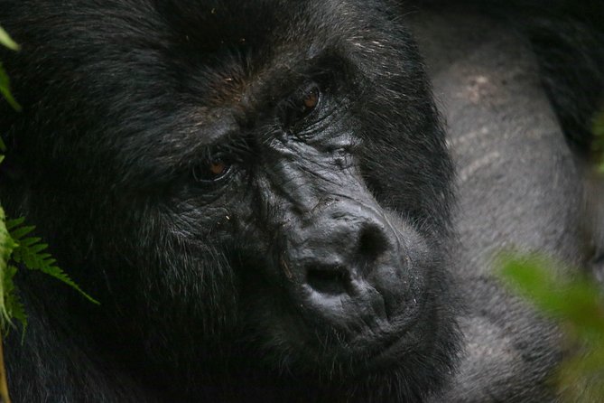 3-Day Rwanda Gorilla Safari - My take: what makes this Rwanda gorilla safari a strong choice