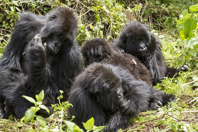 3 Day Rwanda to Uganda gorilla trekking Safari - Key highlights and what makes them worth your time