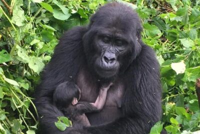 3 Days Uganda Gorilla Trekking Safari