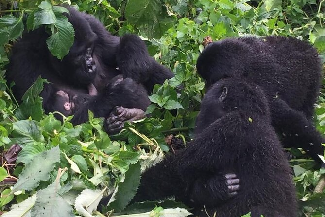 3 Days Uganda Gorilla Trekking Safari - Lake Bunyonyi Reset Day: 29 Islands and a Longer Breath