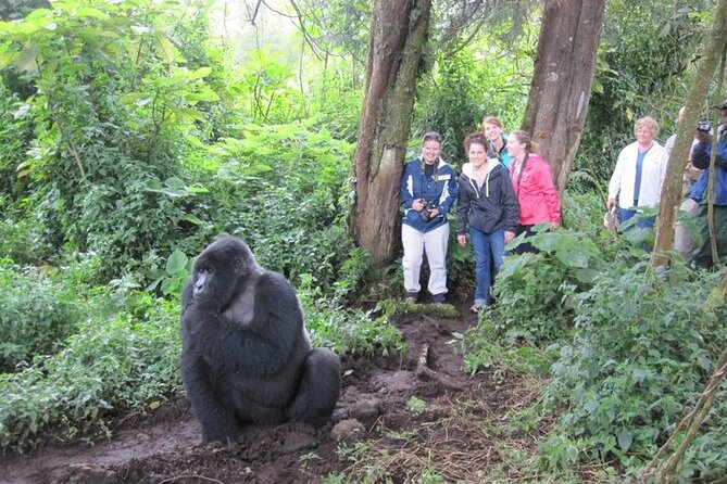3 Days Uganda Gorilla Trekking Safari - Boat Ride, Island Stops, and Viewpoint Hikes on Day 3