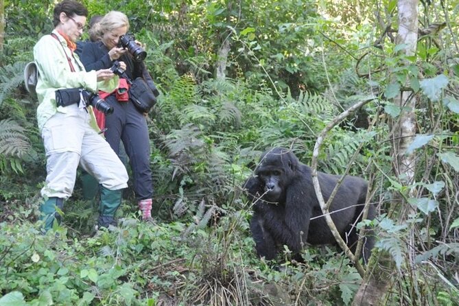 3 Days Uganda Gorilla Trekking Safari - Price and Value: What $1,810.38 Means Here