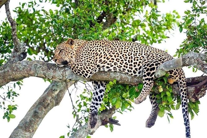4 Day Golden Monkeys Bwindi Gorillas Wildlife and Chimps Trek - Key things I’d circle before you book