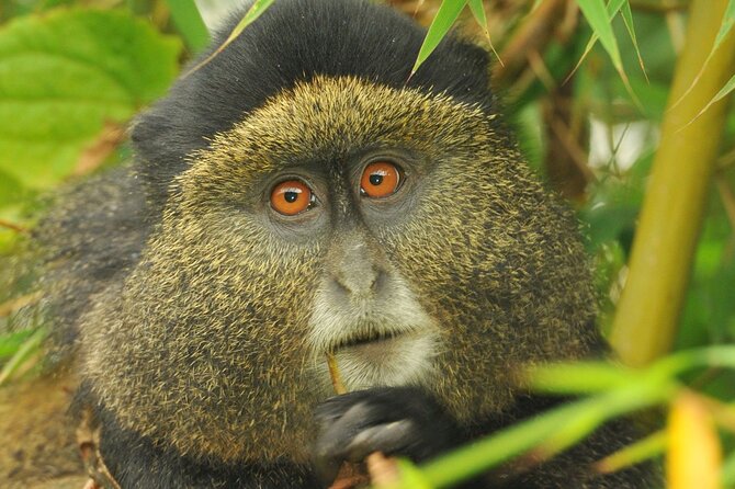 4 Day Golden Monkeys Bwindi Gorillas Wildlife and Chimps Trek - Lake Bunyonyi reset: a cool-air break after the forest grind