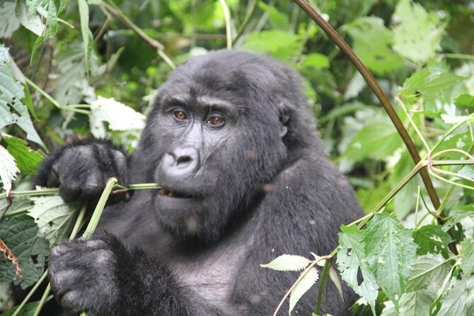 4 Days Gorilla Trekking, Lake Bunyonyi and Rwanda National Parks - Key highlights worth planning around