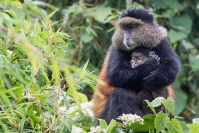 4 Days Gorilla Trekking, Lake Bunyonyi and Rwanda National Parks