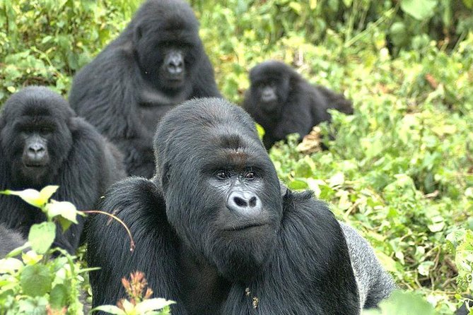 5 Day Rwanda gorilla and Lake Kivu Safari - Twin Lakes Burera and Ruhondo: lake time that also scratches the active itch