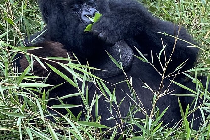 5 Days Akagera and Volcanoes National Park - Golden monkeys after gorillas: a playful primate day in Volcanoes