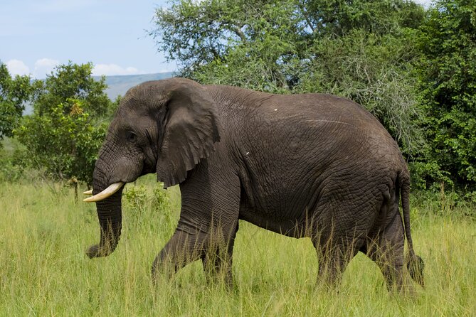 5 Days Akagera and Volcanoes National Park - Who this Rwanda combo fits best, and who should think twice