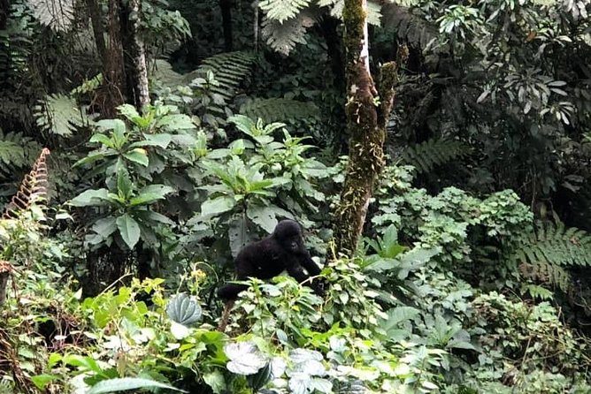 6 Days Rwanda Uganda Budget Wildlife Safari - Volcanoes National Park golden monkey trek and the big transfer day