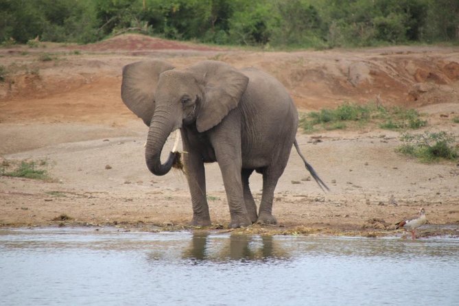 8 Day Gorilla Trek, Wildlife Safari and Chimp Habituation Experience - Quick highlights to know before you go