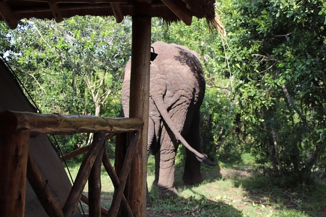 8 Day Gorilla Trek, Wildlife Safari and Chimp Habituation Experience - From Kigali toward Bwindi: the day that sets your tempo