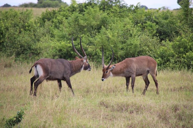 8 Day Gorilla Trek, Wildlife Safari and Chimp Habituation Experience - Ishasha tree-climbing lions to Queen Elizabeth base: wildlife hunting, safari style