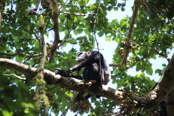 8 Day Gorilla Trek, Wildlife Safari and Chimp Habituation Experience - Kasenyi plains game drives and Kazinga Channel boat cruise