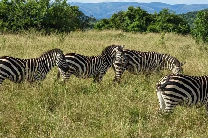 Akagera National Park 1 day Safari Experience - Park reception and briefing: rules that keep the day safe