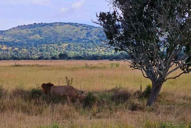 Akagera National Park 1 day Safari Experience - Lunch by the lake: the 1 hour break you shouldn’t rush