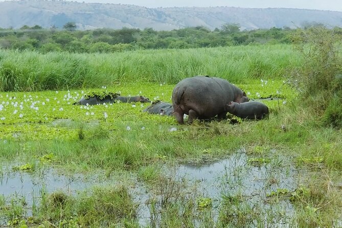 Akagera National Park 1 day Safari Experience - Northbound afternoon drive: savanna time, with more road surprises