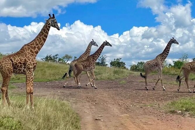 Akagera National Park 1 day Safari Experience - The return drive back to Kigali: end on a high note