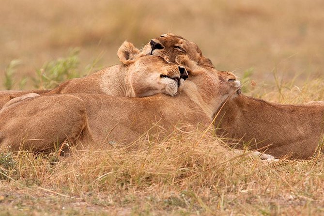 Akagera National Park Day Trip - Key things I’d pay attention to