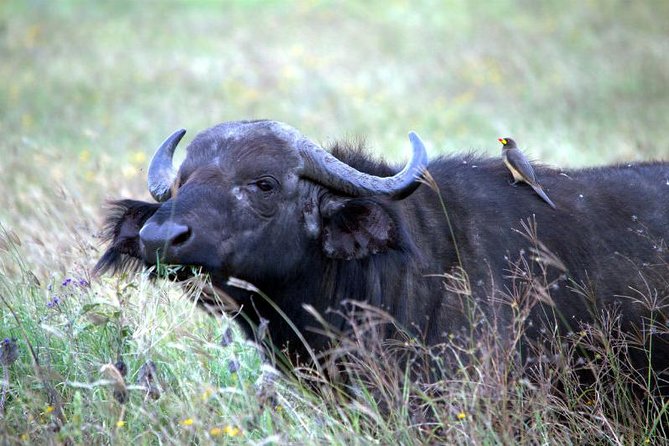 Akagera National Park Day Trip - The 5:30 am Start, Pickup Point, and Day-Pacing Reality