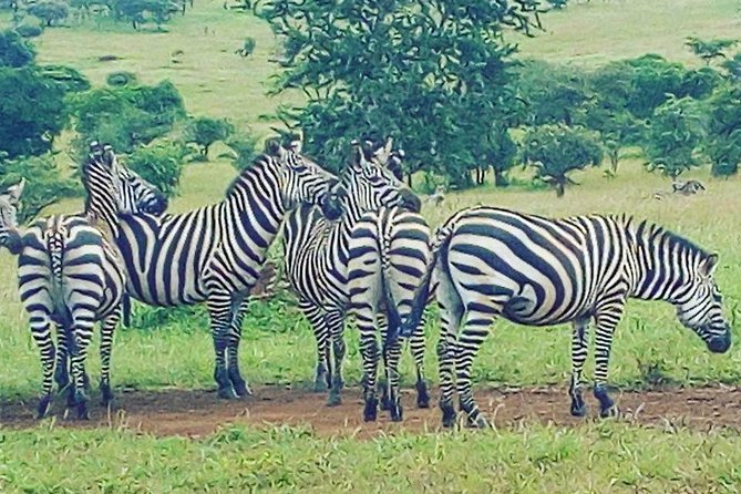 Akagera National Park Day Trip - Inside Akagera: Big Five Game Drive That Stays on the Track