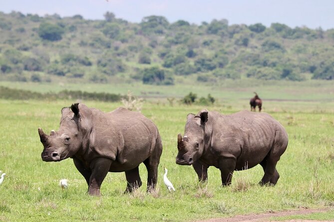 Akagera National Park Guided Day Pass - Key Things I’d Watch For Before You Go