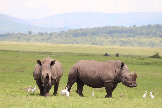 Akagera National Park Guided Day Pass - Akagera Big Five Dreams, Packed Into a Day Pass