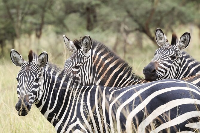 Akagera National Park Guided Day Pass - Driving Through Akagera: Savannah, Wetlands, and Lake Ihema