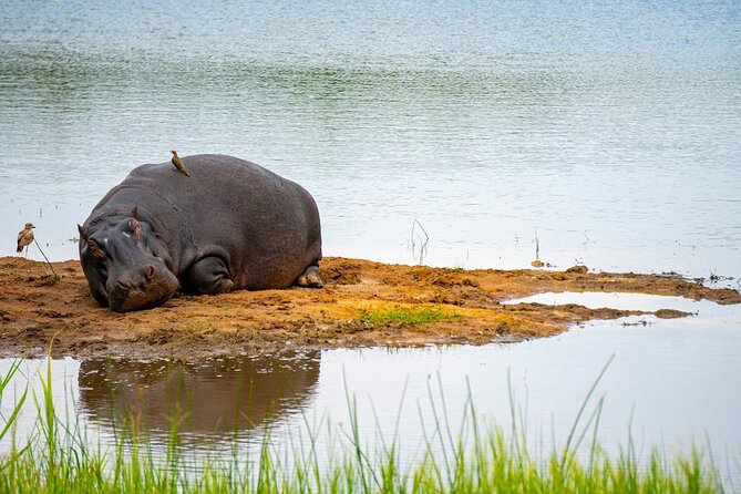 Akagera National Park Guided Day Pass - Guide Energy, Waiting for Photos, and Real On-the-Spot Decisions