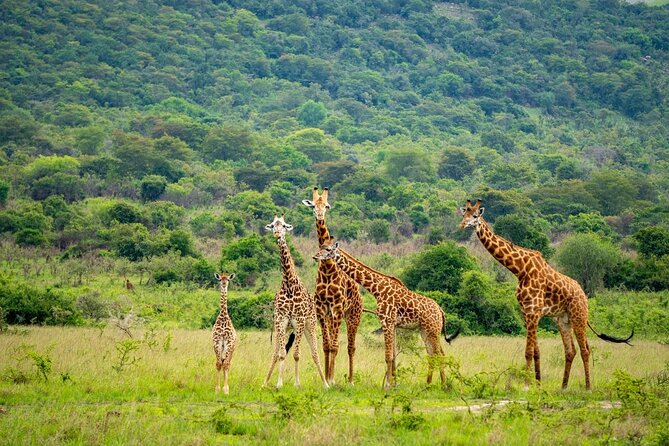 Akagera National Park Guided Day Pass - Price and Value: Is $285 Fair for a 13-Hour Safari Day?
