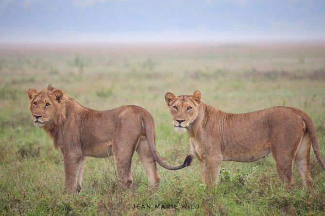 Big 5 Safari Day Trip - Key Things That Make This Akagera Big Five Day Trip Worth Your Time