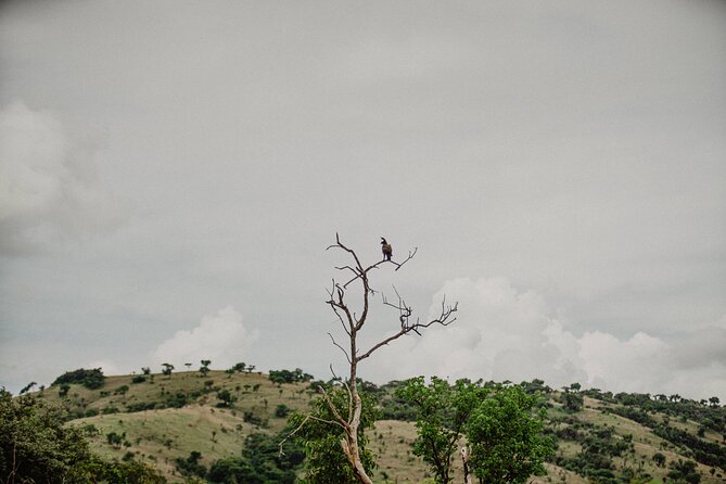 Big 5 Safari Day Trip - Wildlife Odds at Akagera: Big Five Potential Plus Birdwatching