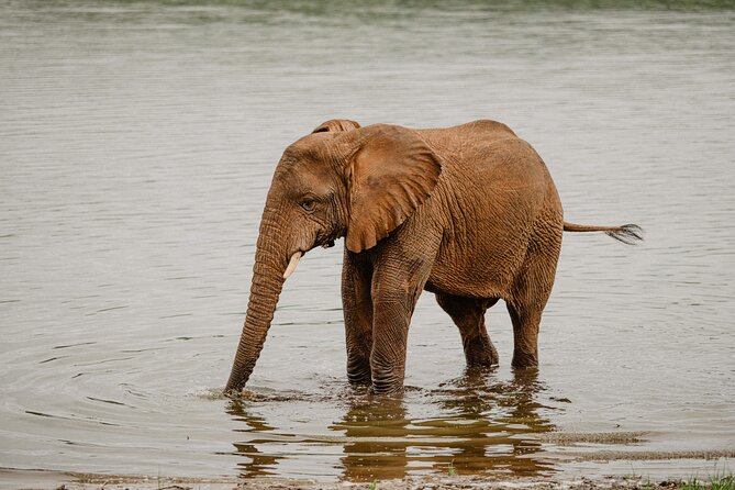 Big 5 Safari Day Trip - Food, Comfort, and the Long Day Reality (No Breakfast or Lunch)