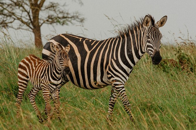 Big 5 Safari Day Trip - Price, Value, and What the $283 Per Person Actually Covers