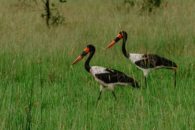 Big 5 Safari Day Trip - Guides Who Turn Animal Spotting Into a Story