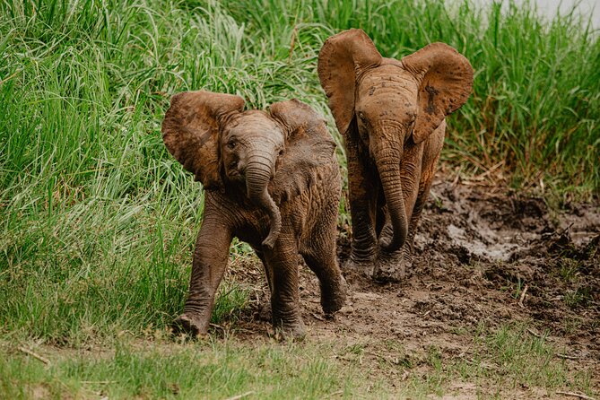 Big 5 Safari Day Trip - Who Should Book This Day Trip, and Who Might Prefer Overnight
