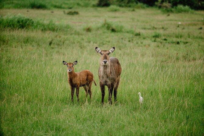 Big 5 Safari Day Trip - The 5:00 am Pickup, Pop-Up Roof Vehicle, and How the Day Unfolds