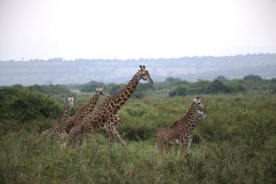 Cool Share Day Akagera Game Drive, Daily Depart, Boat Ride, Lunch
