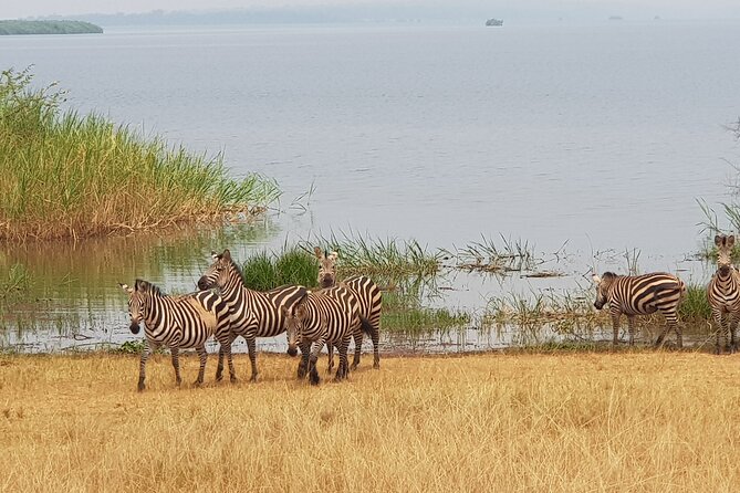 Cool Share Day Akagera Game Drive, Daily Depart, Boat Ride, Lunch - Price check: is $220 worth it for a Rwanda safari day trip?