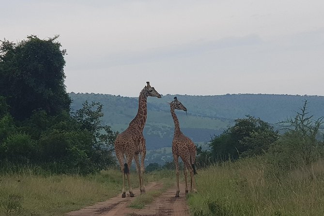Cool Share Day Akagera Game Drive, Daily Depart, Boat Ride, Lunch - Who should book this day trip, and who might not love it