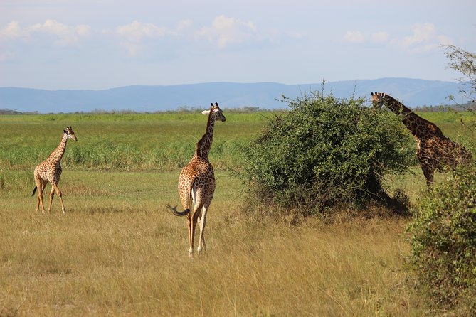 Discover the Beauty of Rwanda in 12Days - Neza Safaris Service: Responsiveness You Can Feel Before You Land