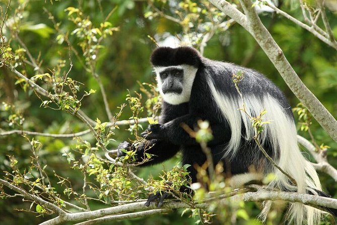 Discover the Beauty of Rwanda in 12Days - Kigali as Your Launch Pad: Convenience and a Real Welcome