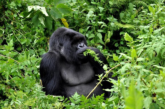 From Kigali: 10 Hour Day-trip Rwanda Gorilla Trekking with Lunch - Key highlights worth your attention