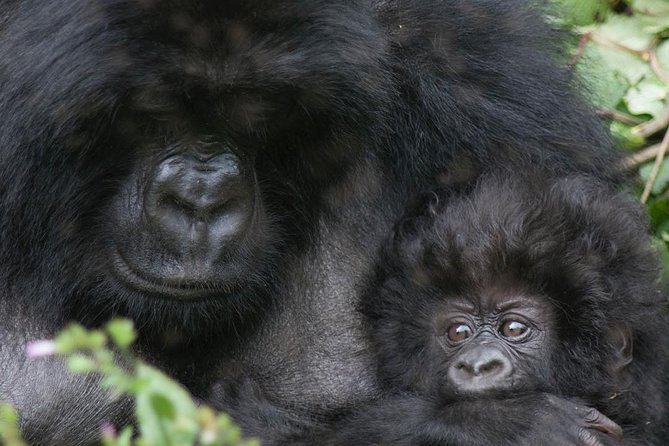 From Kigali: 10 Hour Day-trip Rwanda Gorilla Trekking with Lunch - The 4:00 am departure and the drive rhythm you should expect
