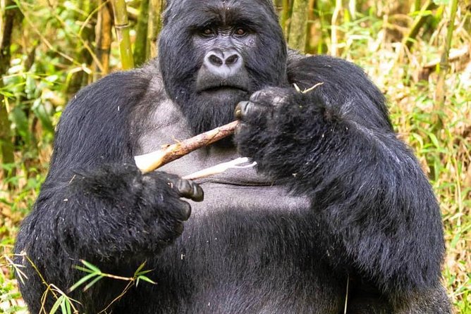 From Kigali: 10 Hour Day-trip Rwanda Gorilla Trekking with Lunch - The trek itself: 10 hours total, long walk days, and pacing that feels human